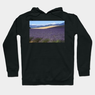 Lavander in Provence Hoodie